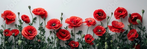 Red Poppy Flowers Envelope On White, Background Image, Background For Banner, HD