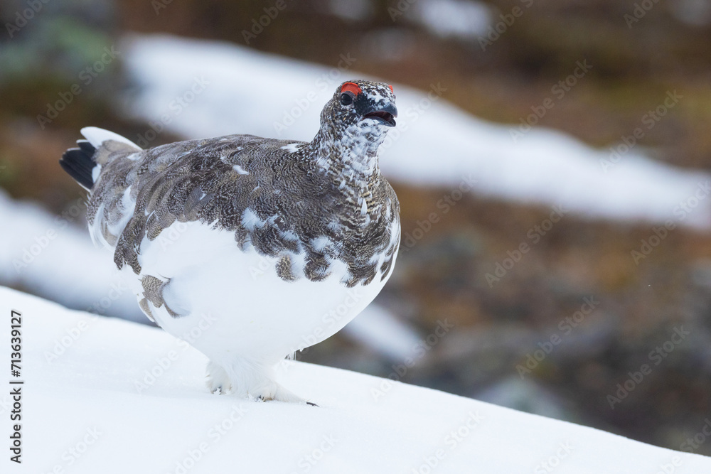 Obraz premium Male Rock ptarmigan walking on fresh snow and calling in the mountains of Urho Kekkonen National Park, Northern Finland