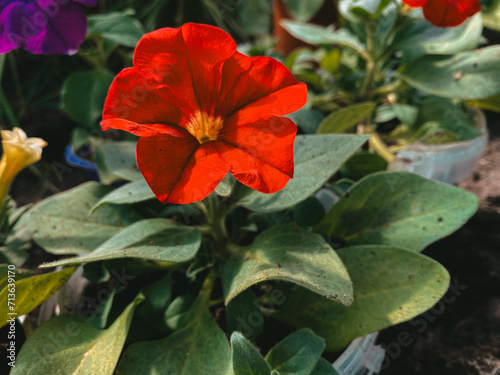 Bright red flower horizontal photo. Decorative shot, natural organic plant around greenery, beautiful gardening, season (ID: 713639170)