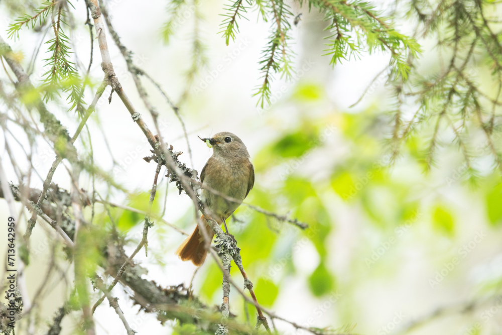 Female Common redstart with some insects between its beak perched on a beautiful summer day in Salla National Park, Northern Finland