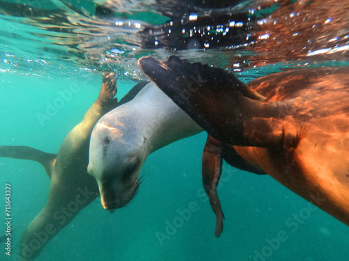Three sea lions under the water off the coast of the Punta Tombo peninsula in the Chubut province, Argentina photo