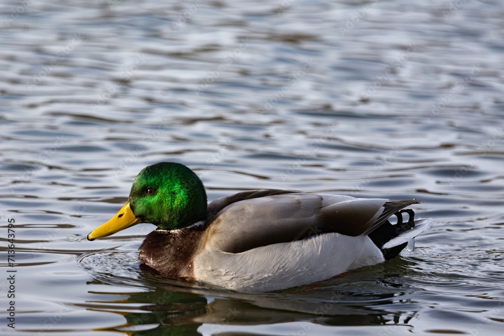 Fototapeta premium Duck swimming in pond during winter
