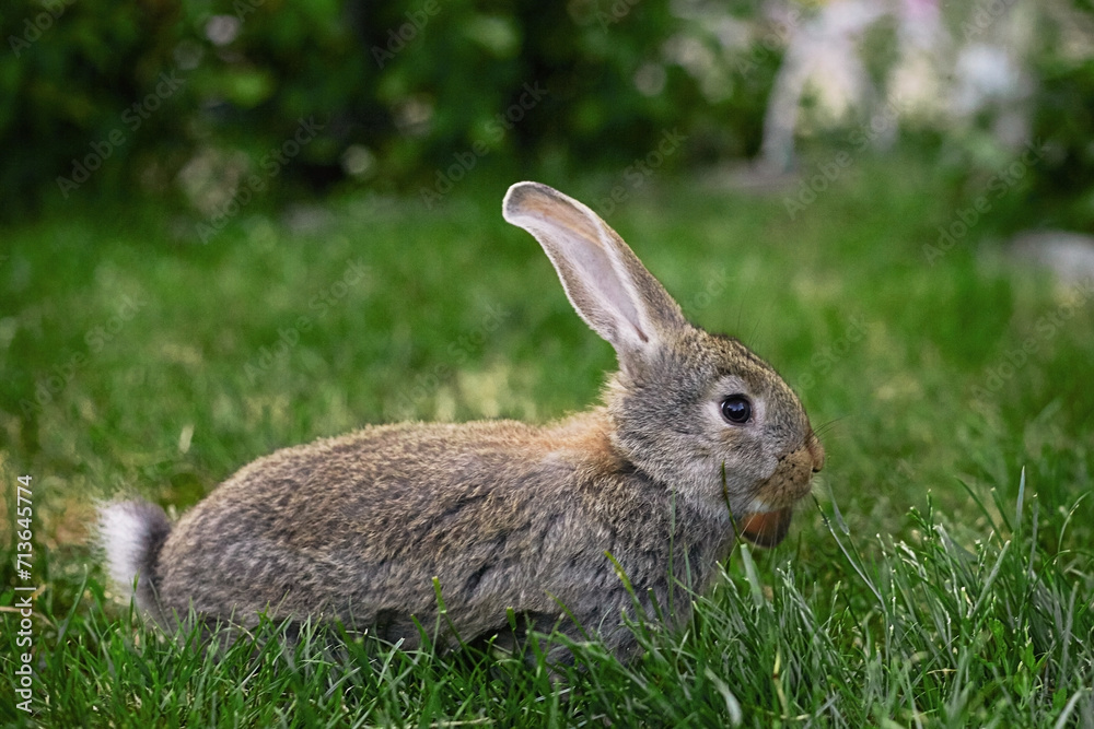 Fototapeta premium rabbit in the grass