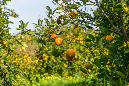 orange garden in a Mediterranean village 8