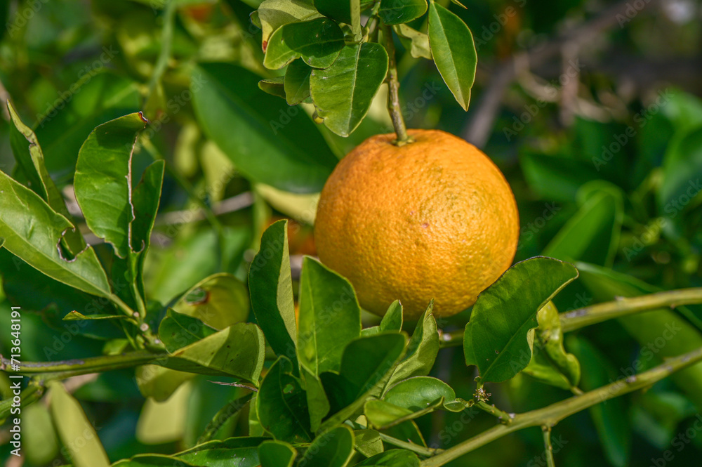 orange garden with oranges in a village on the Mediterranean 10