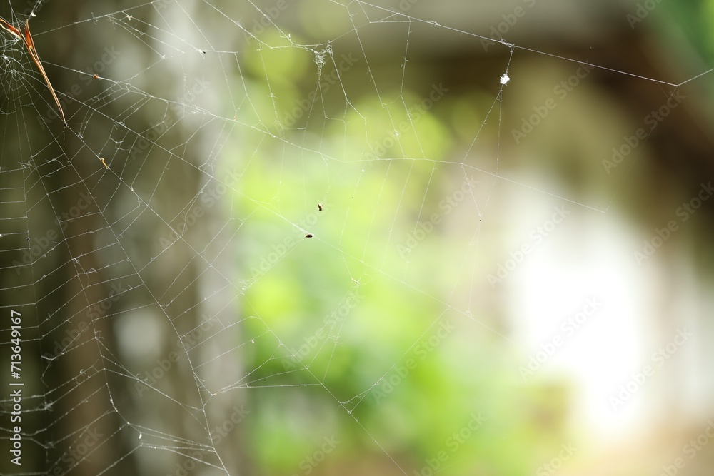 Old dusty cobweb on blurred background, closeup Old dusty cobweb on blurred background, closeup