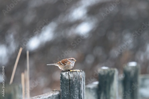 Sparrow pearched on a post  photo