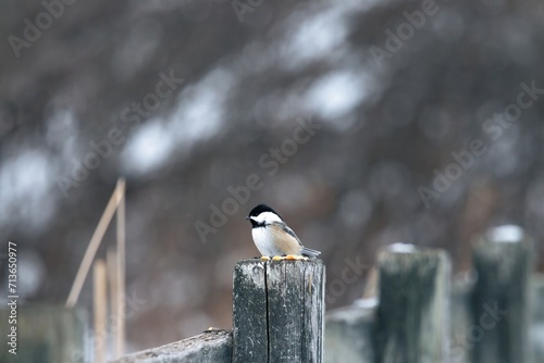 Chickadee pearched on poost  photo