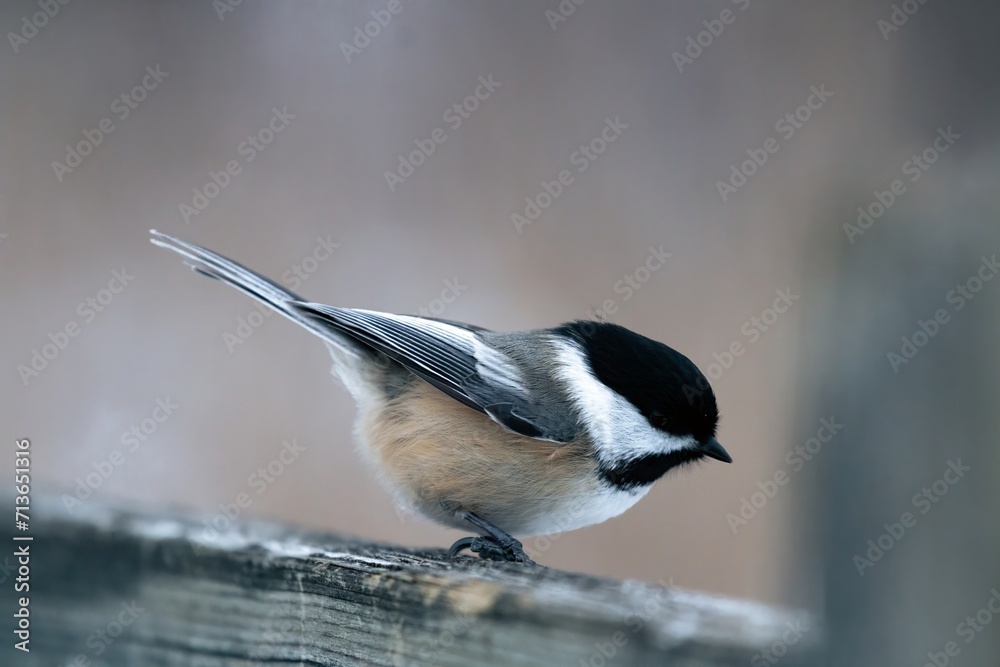 Fototapeta premium Chickadee pearched on poost 