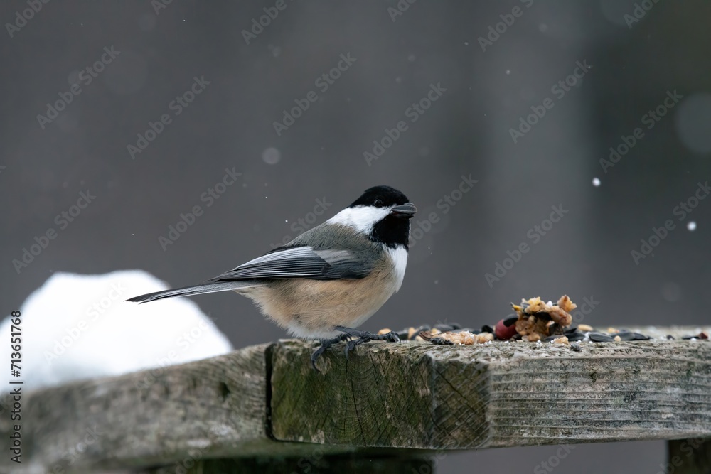 Obraz premium Chickadee pearched on post