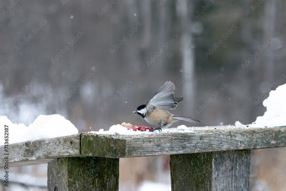 Fototapeta premium Chicakadee spreading its wings and taking off 