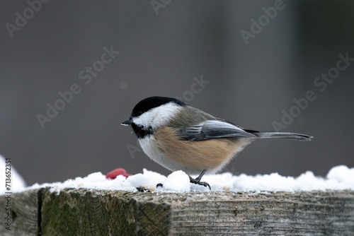 Chickadee pearched on poost 