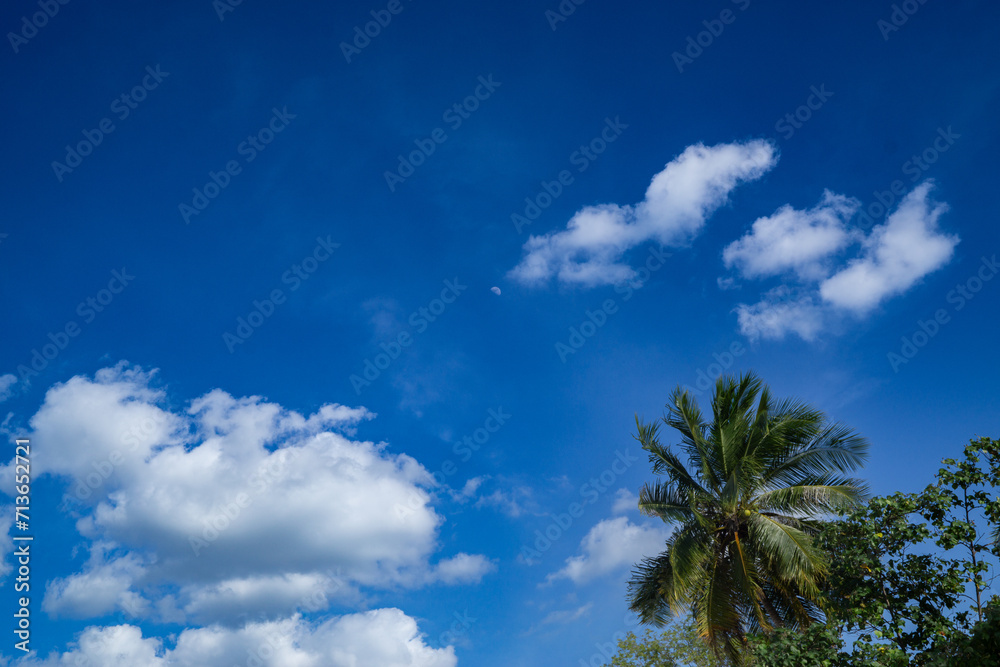Blue sky with coconut trees, Green coconut tree under white clouds and blue sky during daytime. Blue sky with coconut trees, Green coconut tree under white clouds and blue sky during daytime.