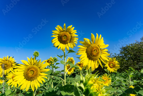Beautiful sunflower on a sunny day with a natural background.