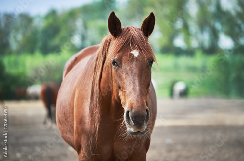 Portrait of a chestnut horse resting in the paddock on a sunny day. A red mare with a white star stands in a herd and looks at the camera