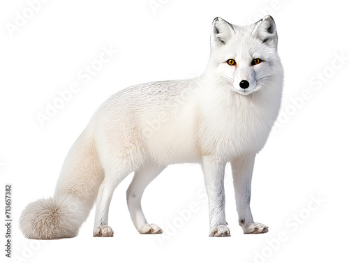 region fox vulpes 4 years