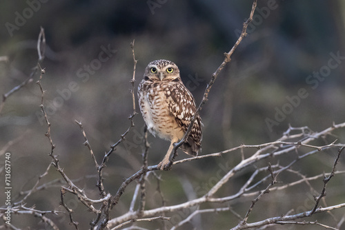 burrowing owl (Athene cunicularia), also called the shoco. Perched in tree, looking at camera. On the island of Aruba. 