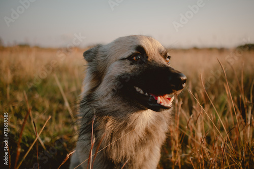Close up of dog looking around in the grass field with sunset light.