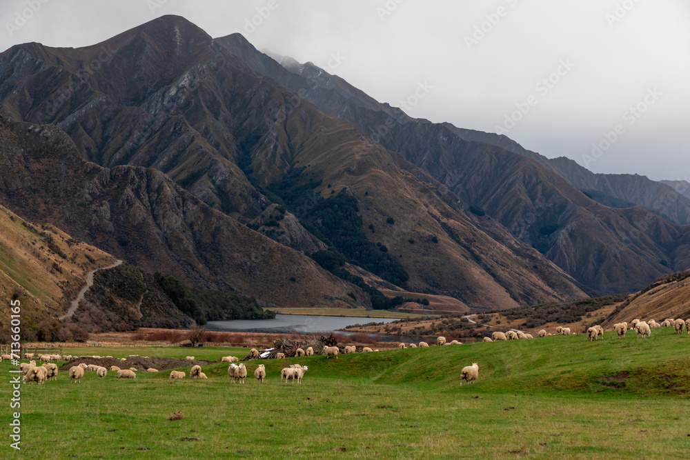 Photograph of a mob of sheep grazing in a lush green pasture in a large valley near Lake Moke near Queenstown on the South Island of New Zealand