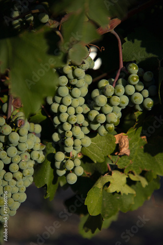 primer plano de racimo de uvas blancas verdes