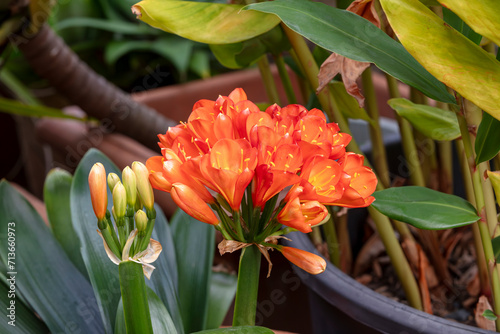 Photograph of a blossoming Belgium Hybrid Red Clivia Kaffir Lily flower in a domestic garden in the Blue Mountains in Australia