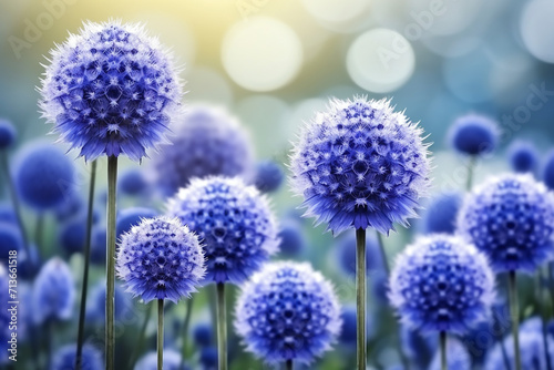 Blue flowers Echinops on a nature background photo