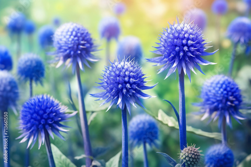 Blue flowers Echinops on a nature background