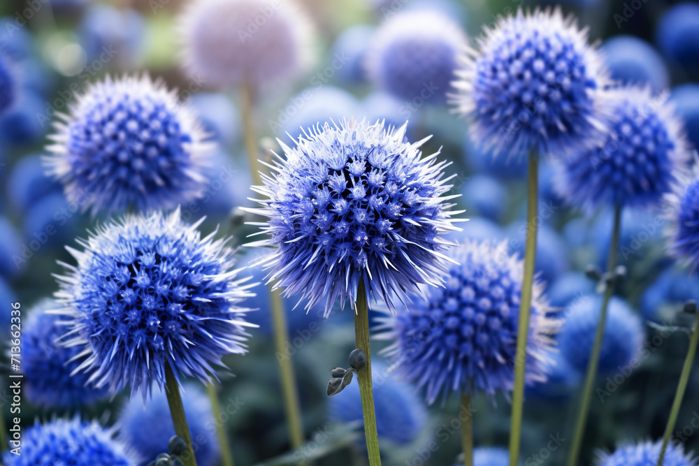 Blue flowers Echinops on a nature background Blue flowers Echinops on a nature background