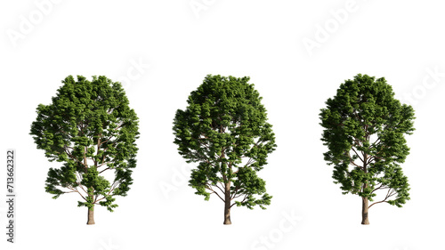 set of big trees, Acer tree, 3d rendering with transparent background