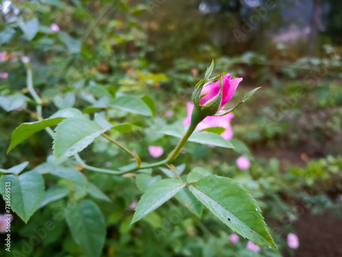 Pink rose bud in garden 