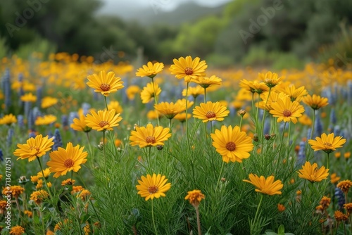 Yellow flowers on a natural yellow-green nature background.