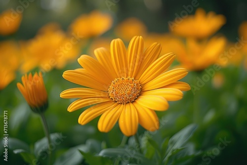 Yellow flowers on a natural yellow-green nature background.