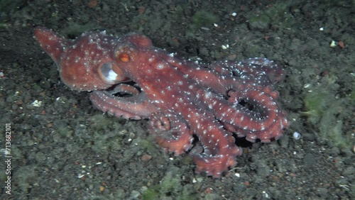 Close-up portrait. The starry night octopus moves quickly at night along the sandy bottom of the tropical sea, tucking its long tentacles under itself. photo