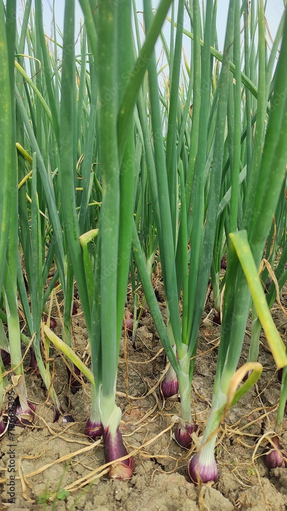 Obraz premium Beautiful onion plants on the farm.Green onions plant growing in the field. 