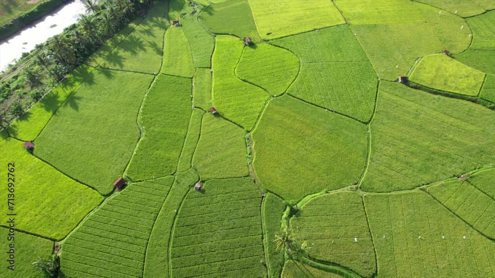 Rice field aerial Shot at east of Indonesia. Rice field at Sumbawa village, Aerial agriculture in rice fields Rice field aerial Shot at east of Indonesia. Rice field at Sumbawa village, Aerial agriculture in rice fields