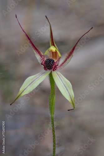Close-up of Broad-lipped Spider Orchid (Caladenia applanata) - Collie, Western Australia