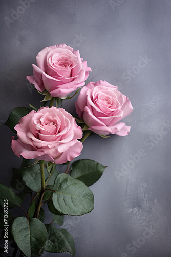 beautiful pink roses on a gray background close up floral backgrond