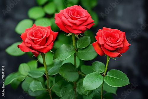 three red roses together on a green background