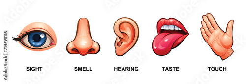 Set of five human senses. Sight, smell, hearing, taste and touch. Vector illustration photo