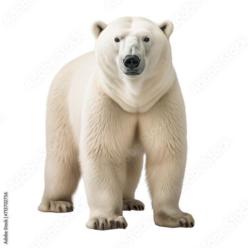 White polar bear full body  isolated on transparent background