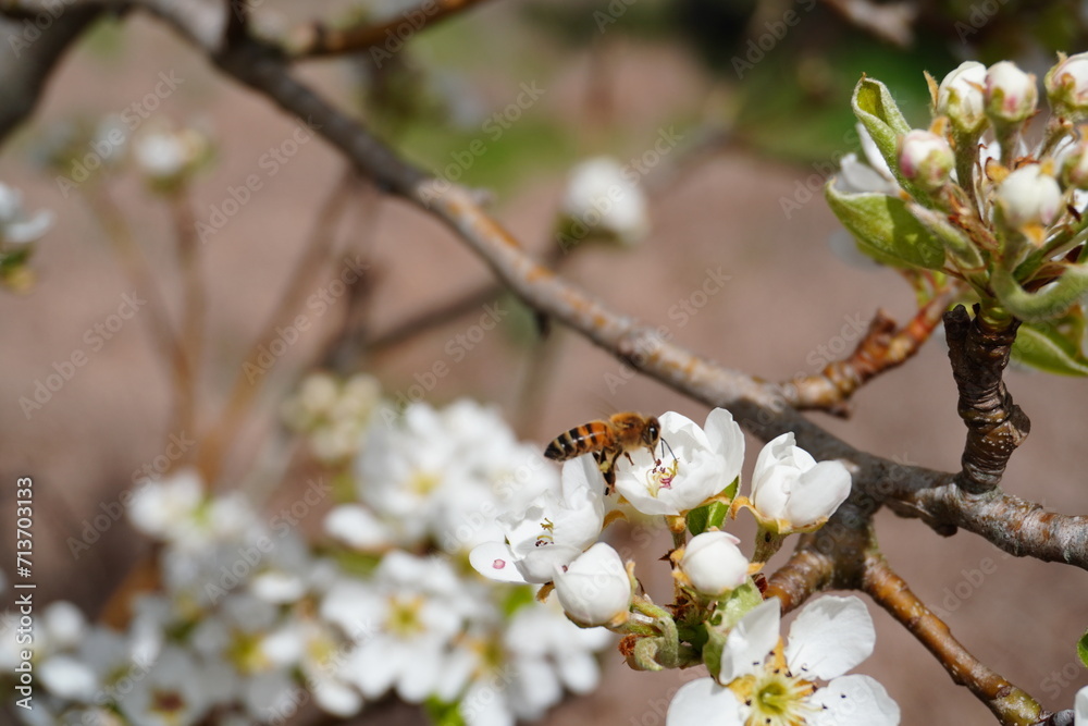Bee in White Blossom Flower
