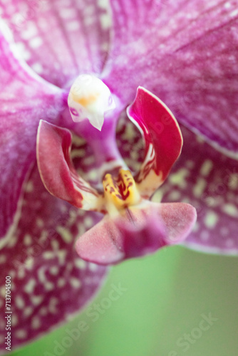 Macro, Photo, Thai Orchid, Stamen