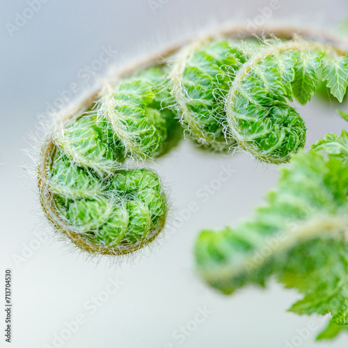 Macro, Image, Curled, Young Fern, Fuzzy Hair