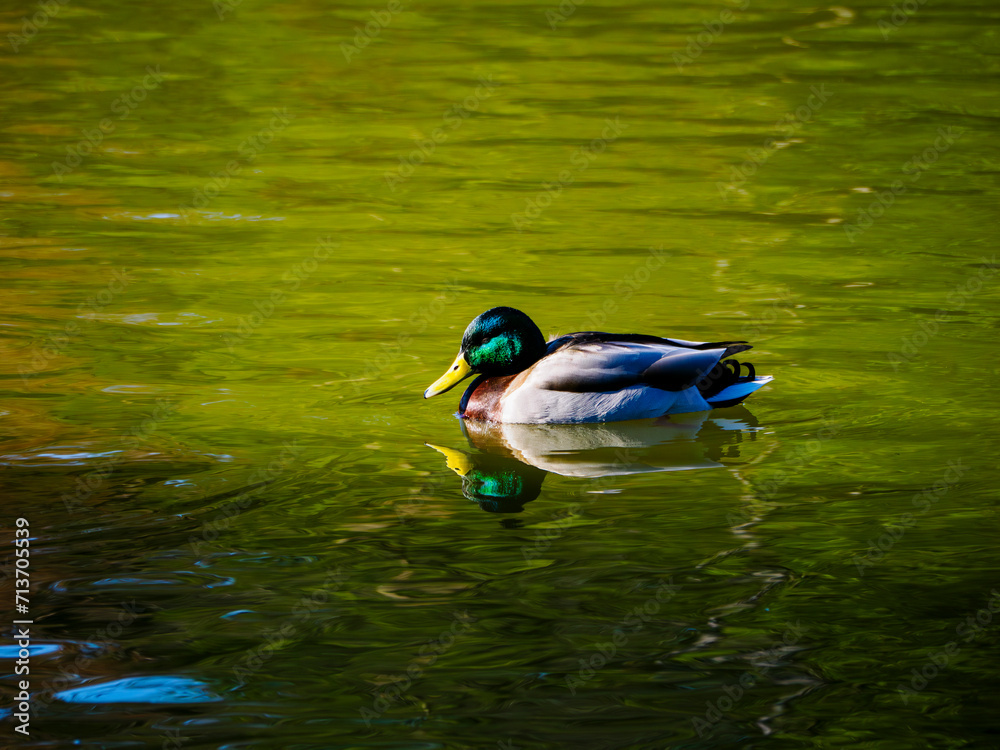 Obraz premium 池で泳ぐカモ