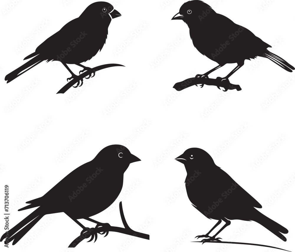Set of Finch Black Silhouette on white background