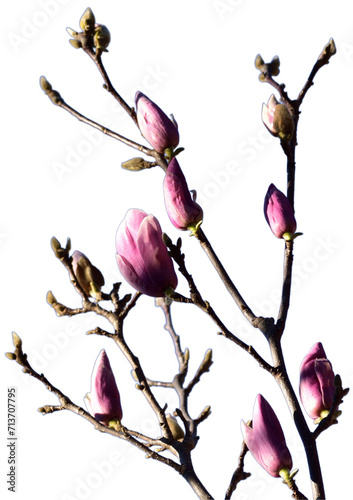 Pink Magnolia