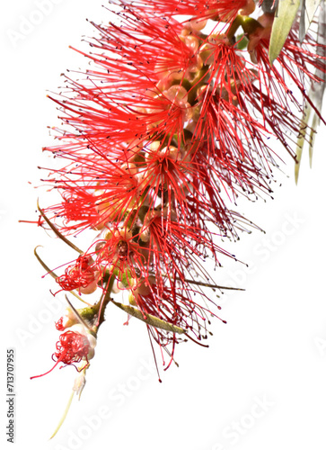 Red flower of bottlebrushes (Callistemon)
