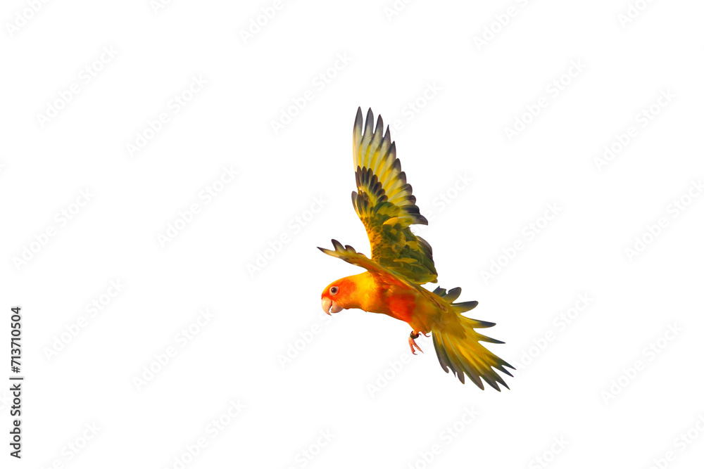 Obraz premium Colorful flying Sun Conure parrot isolated on transparent background png file
