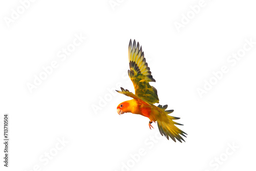 Colorful flying Sun Conure parrot isolated on transparent background png file © Passakorn