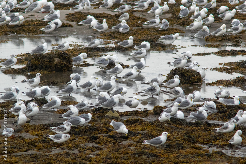 Obraz premium Black-legged kittiwakes (Rissa tridactyla) resting on the beach during low tide near bird colony on the island of Hornøya in Northern Norway, Europe